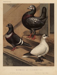 鸽子：缅甸鸽子或佛罗伦萨鸽子； 椋鸟； 现货仙女（彩色平版） 作者 JW（后）勒德洛