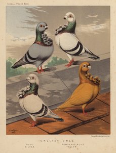 鸽子英国猫头鹰、蓝色、粉蓝色、银色、黄色（彩色平版） 作者 JW（后）勒德洛