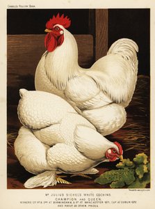 白科钦公鸡和母鸡 作者 JW（后）勒德洛