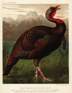 野生美洲火鸡（Meleagris gallopavo 作者 JW（后）勒德洛
