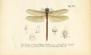 蜻蜓的口器和幼虫 作者 J. W. Tenhaeff