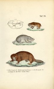 鼹鼠和海狸 作者 J. W. Tenhaeff