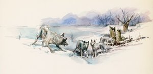 狼群，来自杰克·伦敦（Jack London，1876-1916）的冒险小说《野性的呼唤》，绘画 作者 杰克·伦敦