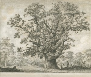 Needwood-Swilcar Oak：蚀刻，nd [c 1820-1850] 作者 雅各布·乔治·斯特鲁特
