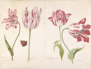 四朵郁金香：黄油人黄油人，Joncker贵族，大梅花......，约1635-45。