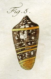 Conus Ammiralis（亚种Summus）的插图，1790年（手工彩色雕刻）