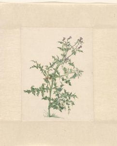 开花植物 作者 雅各布·范·艾登 (II)