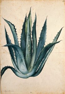 世纪植物（美国龙舌兰） by Jacopo Ligozzi 作者 雅各布·利戈齐（Jacopo Ligozzi）