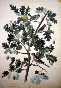 中国OAK 作者 雅各布·利戈齐（Jacopo Ligozzi）