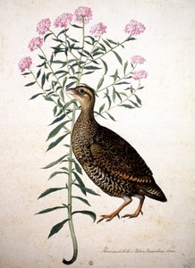 图片不明 作者 雅各布·利戈齐（Jacopo Ligozzi）
