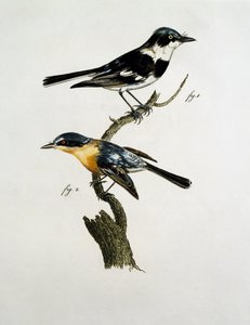 Pririt Batis（Batis pririt）的男性和女性 作者 雅克（后）军乐队