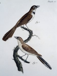 眼镜君主（Monarcha trivirgata）的男性和女性 作者 雅克（后）军乐队