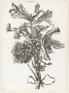 花束中的郁金香、银莲花和仙客来
Diverses Fleurs mises en Boucquets（系列名称） 作者 雅克·贝利（一）