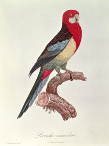Omnicoloured长尾小鹦鹉 作者 雅克·巴拉邦