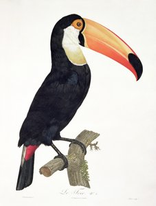 Toucan No.2，来自Francois Levaillant的“天堂鸟的历史”，由Jacques Louis Peree（b.1769）镌刻于1806年（彩色雕刻）