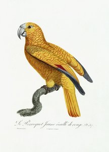 黄色和红色的鹦鹉，c.1801-05
