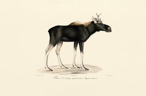 美洲驼鹿（Alces americanus） 作者 
