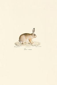 欧洲野兔 作者 Jacques Christophe Werner