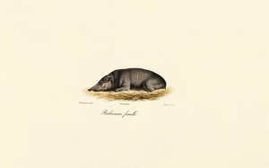 女性 Babirusa 作者 