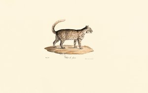 豹猫（Prionailurus bengalensis） 作者 