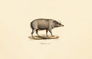 男性 Babirusa 作者 