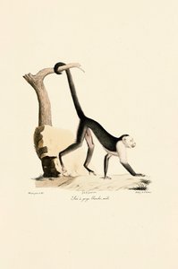 雄性白喉卷尾猴