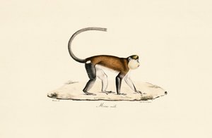 猴子 作者 Jacques Christophe Werner