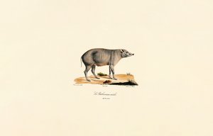年轻的雄性 Babirusa 作者 