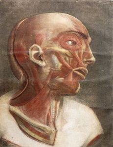 解剖学负责人，摘自《颜色和真人大小的完整Myology》，1746年