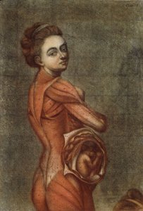 1778年，一名怀孕女性的解剖插图