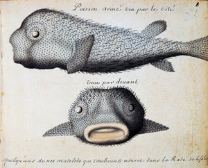 装甲鱼，正面和侧面视图，佛得角圣维森特岛，水彩画，作者：Jacques Gouin de Beauchesne（1652-1730 年），法国南海皇家船长，1698 年至 1701 年
