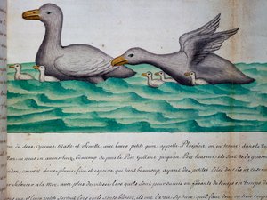 名为 Ploplos 的鸭子，麦哲伦海峡，水彩画，取自法国南海皇家船长雅克·古安·德·博谢纳 (Jacques Gouin de Beauchesne，1652-1730 年) 的航海日志，1698 年至 1701 年