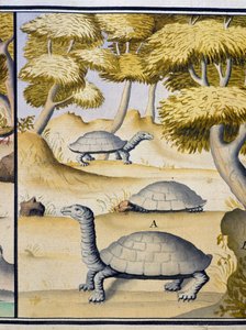 海龟，取自雅克-古安-德-博什纳（1652-1730 年）航海日志的水彩画，他是 1698 年至 1701 年间法国南方海域皇家公司的船长。