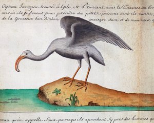 白鹮（Eudocimus albus），佛得角圣维森特岛，水彩画，取自 Jacques Gouin de Beauchesne（1652-1730 年）的航海日志，他是 1698 年至 1701 年期间法国南方海洋皇家公司的船长。