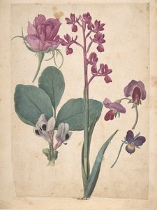 一张花的研究：一朵玫瑰，一朵心香，一朵甜豌豆，一朵花园豌豆...，16世纪。 作者 雅克·勒·摩恩（Jacques Le Moyne）