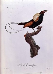 天堂之鸟，雅克·路易斯·佩里（b.1769）（彩色雕刻） 作者 雅克（后）军乐队