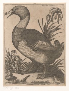 结束
Anatra Saluatica（物品上的标题）
Negen vogels（系列名称） 作者 雅克·德·福纳泽里斯