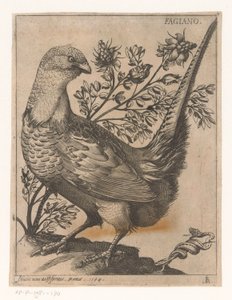法赞
Fagiano （物品上的标题）
Negen vogels（系列名称） 作者 雅克·德·福纳泽里斯