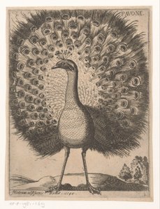 帕沃
Pavone （物品上的标题）
Negen vogels（系列名称） 作者 雅克·德·福纳泽里斯