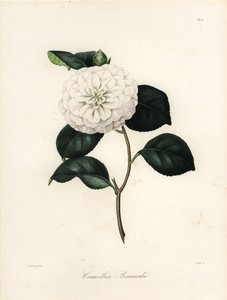 山茶花的品种，山茶花或山茶花bonnardii