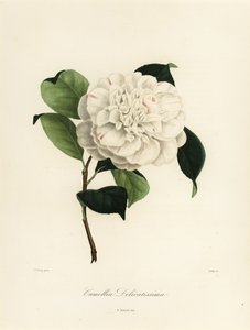山茶花品种，山茶花 delicatissima