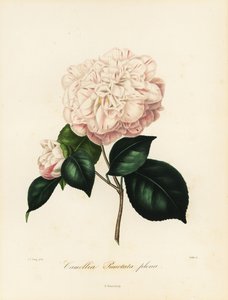 山茶花品种，Camellia punctata plena