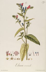蓝蓟：东方植物，来自“Icons Plantarum”，c.1763（雕刻） 作者 雅各布·克里斯托弗·凯勒