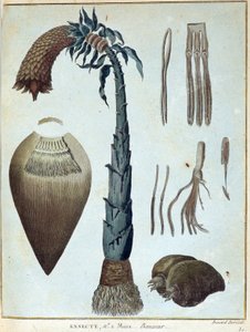 香蕉--载于《1768年至1772年期间为发现尼罗河源头而进行的努比亚和阿比西尼亚之旅》，詹姆斯-布鲁斯著，第一卷，巴黎。 作者 詹姆斯·布鲁斯