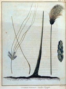 埃及的Cyperus纸莎草--载于《1768年至1772年期间为发现尼罗河源头而进行的努比亚和阿比西尼亚之旅》，詹姆斯-布鲁斯著，第1卷，巴黎 作者 詹姆斯·布鲁斯