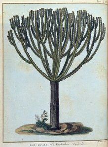 Kol-quall（Kol quall），大戟（仙人掌）--载于《1768年至1772年期间为发现尼罗河源头而进行的努比亚和阿比西尼亚之旅》，作者是詹姆斯-布鲁斯，第一卷，巴黎 作者 詹姆斯·布鲁斯