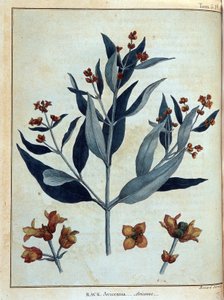 Rack, avicenne--载于《1768年至1772年为发现尼罗河源头而进行的努比亚和阿比西尼亚之旅》，詹姆斯-布鲁斯著，第一卷，巴黎。 作者 詹姆斯·布鲁斯