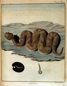蛇--载于《1768年至1772年期间为发现尼罗河源头而进行的努比亚和阿比西尼亚之旅》，作者詹姆斯-布鲁斯，巴黎 作者 詹姆斯·布鲁斯