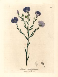 蓝花亚麻 Linum usitatissimum，摘自詹姆斯-索尔比（James Sowerby）1832 年威廉-伍德维尔（William Woodville）和威廉-杰克逊-胡克爵士（Sir William Jackson Hooker）《医学植物学》中的一幅植物插图（手工彩色铜版雕刻）。 作者 詹姆斯（后）索尔比