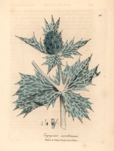 蓝花海冬青（Eryngium maritinum），出自詹姆斯-索尔比（James Sowerby）1832 年威廉-伍德维尔和威廉-杰克逊-胡克爵士的《医学植物学》中的一幅植物插图（手工彩色铜版雕刻）。 作者 詹姆斯（后）索尔比